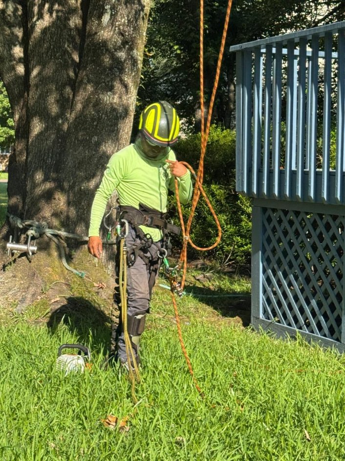 Professional tree service specialist